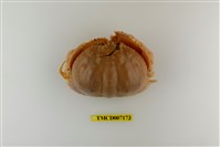藏品(卷折饅頭蟹)的圖片